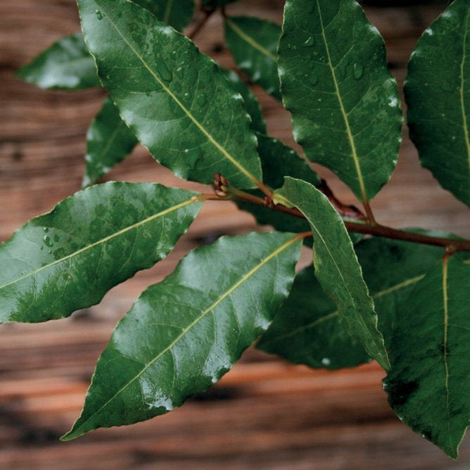 LAUREL