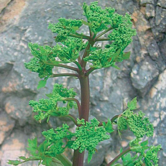 ANGELICA ROOT