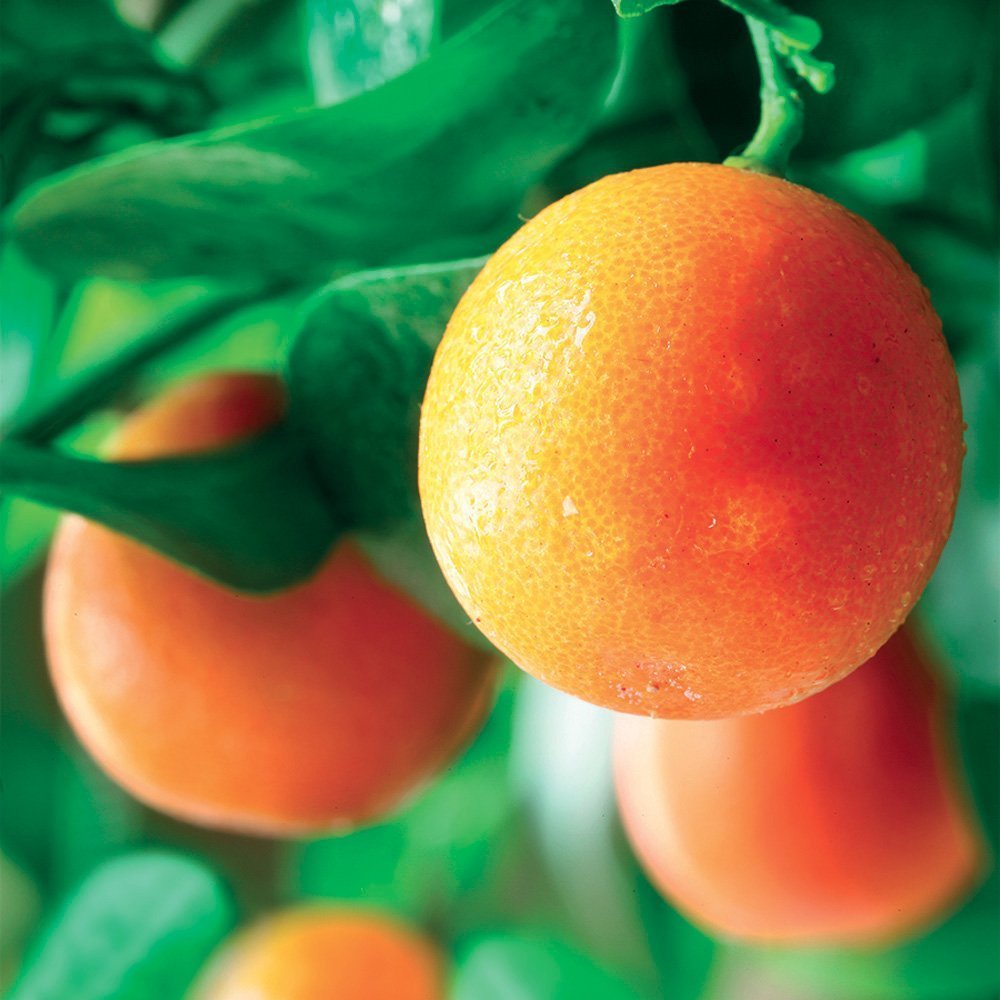 ORANGE EXTRA