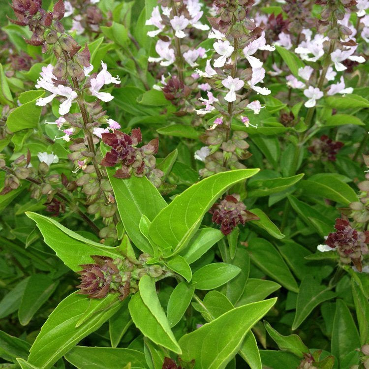BASIL