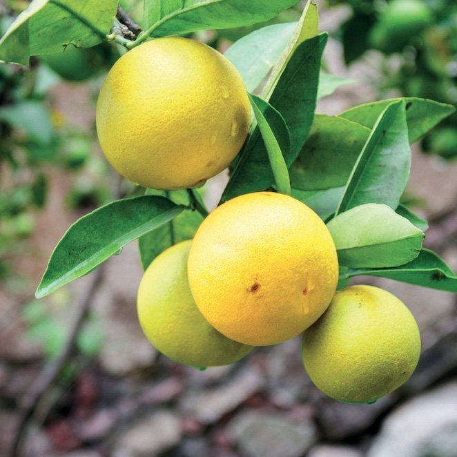 BERGAMOT