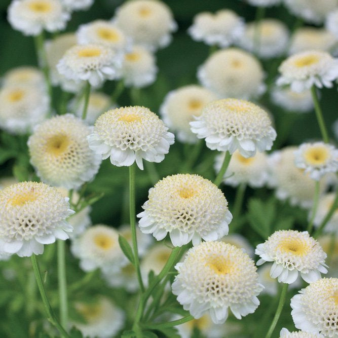 CHAMOMILE ROMAN