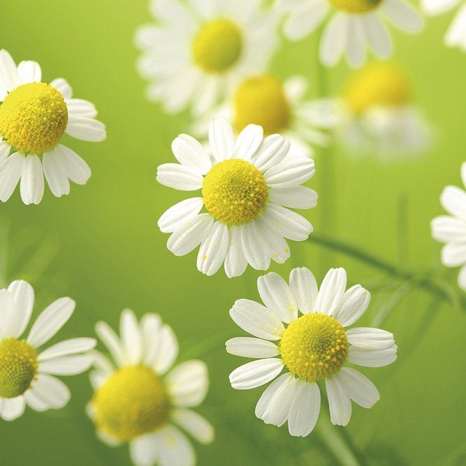 CHAMOMILE BLU