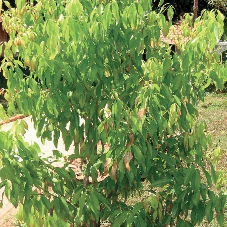 CINNAMON BARK