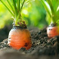 CARROT SEED