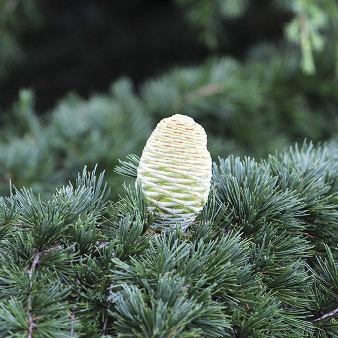 HIMALAYA CEDAR