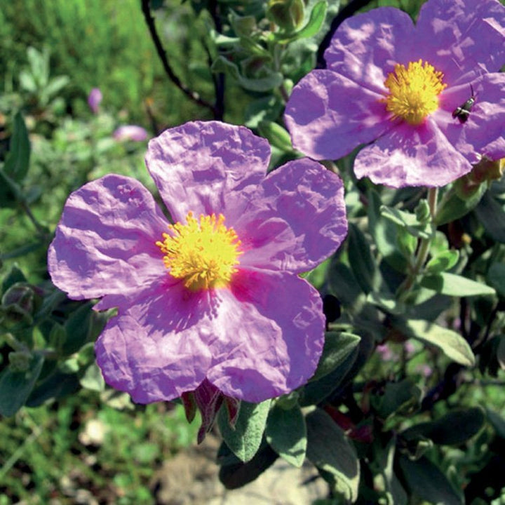 CISTUS