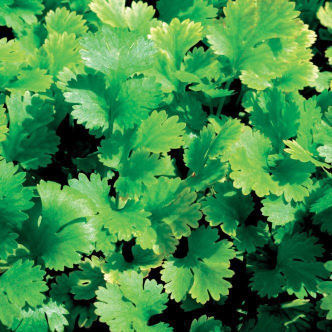 CORIANDER