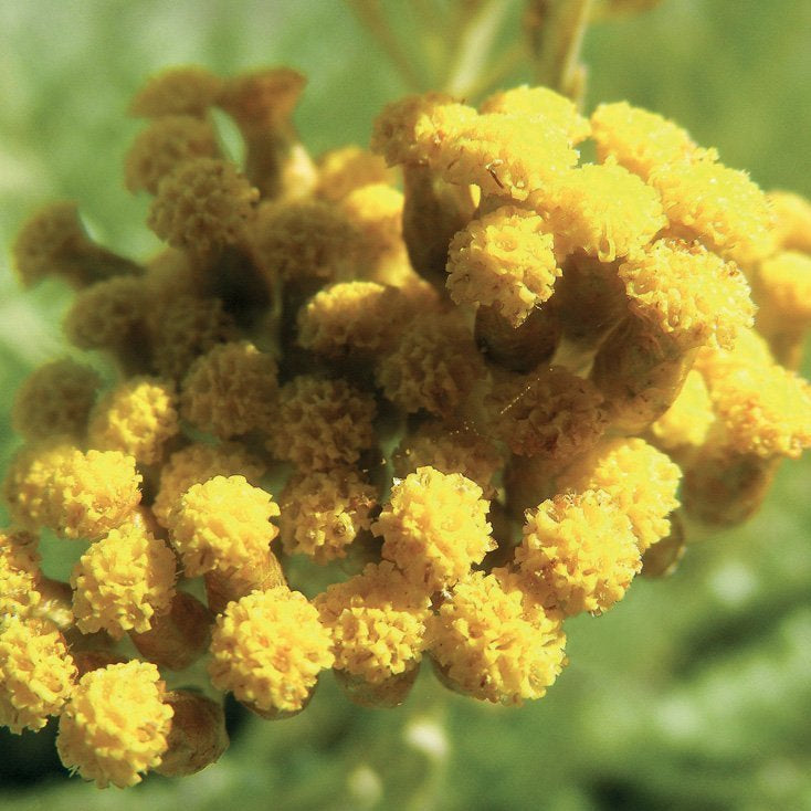 HELICHRYSUM