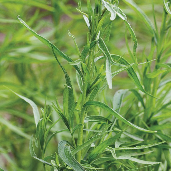 TARRAGON