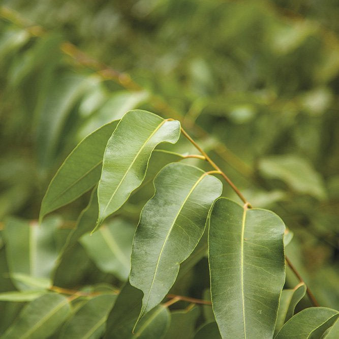 EUCALYPTUS RADIATA