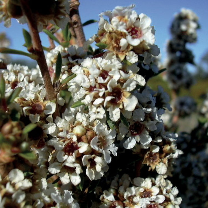 FRAGONIA