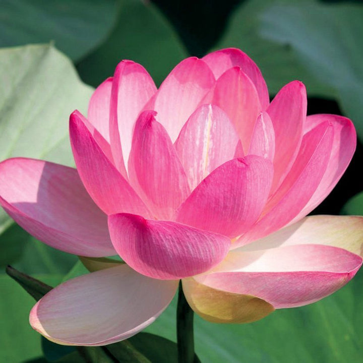 LOTUS FLOWER