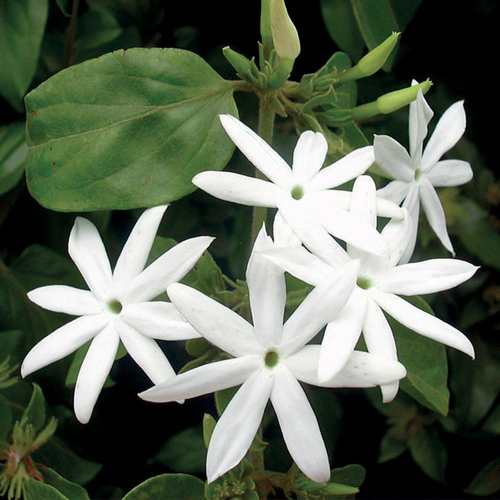 JASMINE