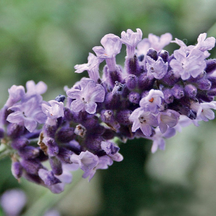 LAVENDER VERA