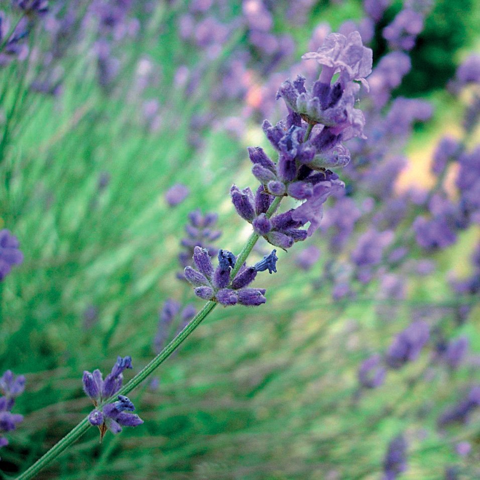 SPIKE LAVENDER