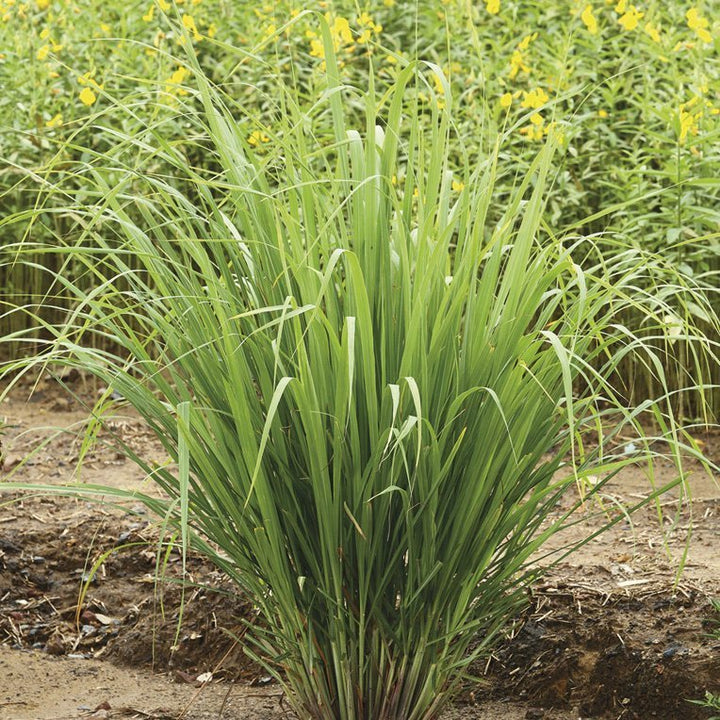 LEMONGRASS
