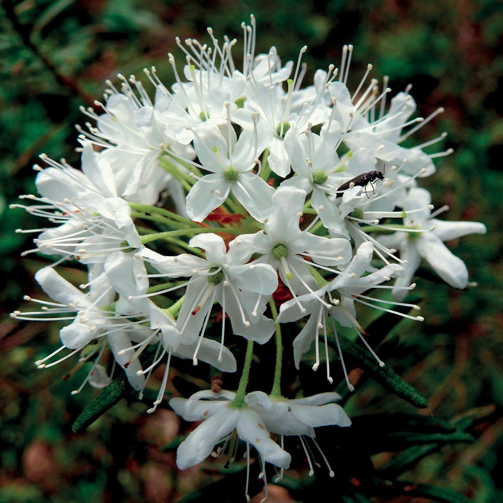 LEDUM GROENLANDICUM