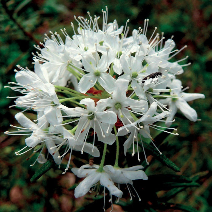 LEDUM GROENLANDICUM