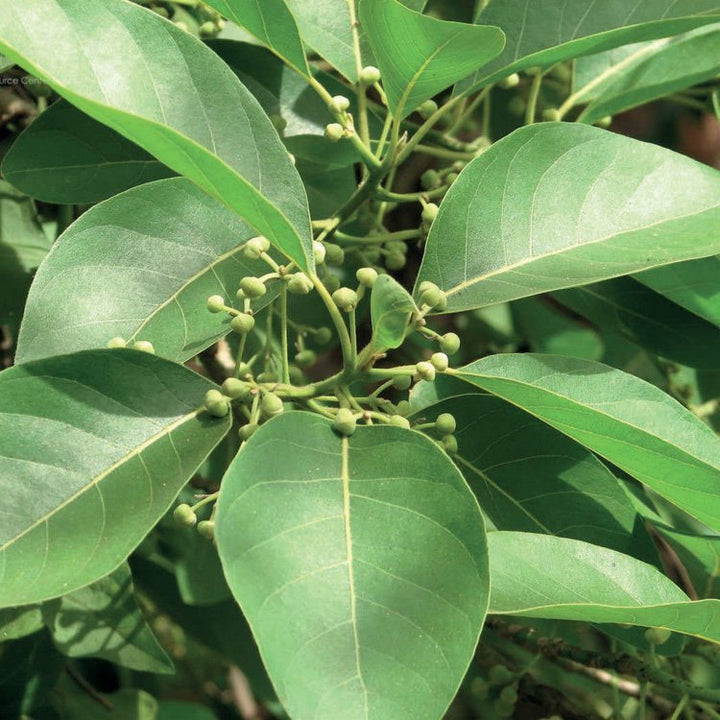 LITSEA