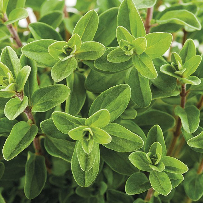 SWEET MARJORAM