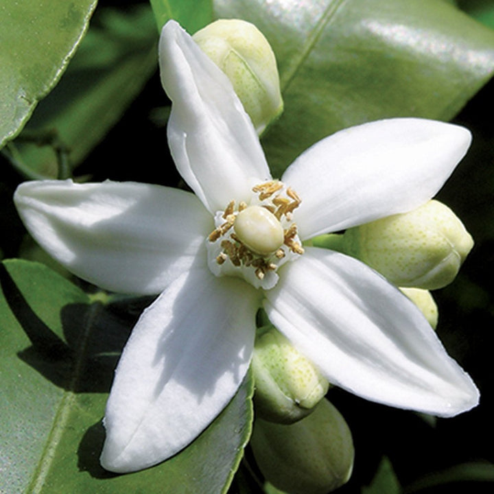 NEROLI