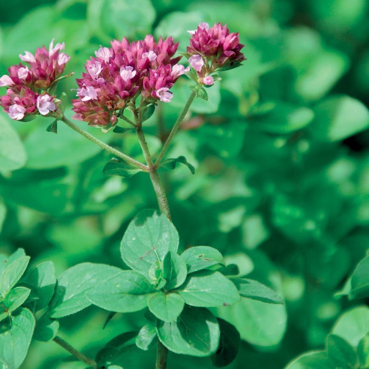 OREGANO