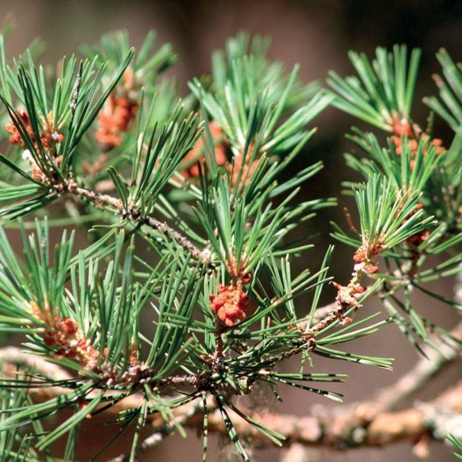 PINE SCOTS