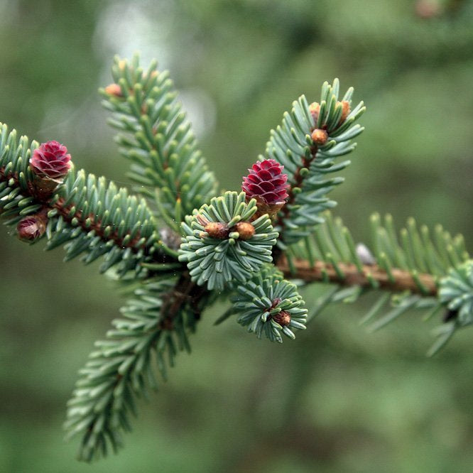 PICEA MARIANA