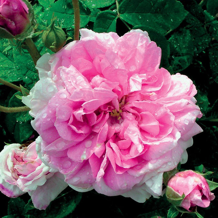 ROSE BLOSSOMS