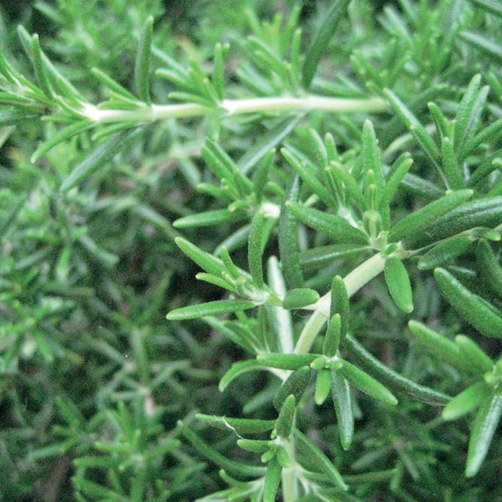 ROSEMARY VERBENONE