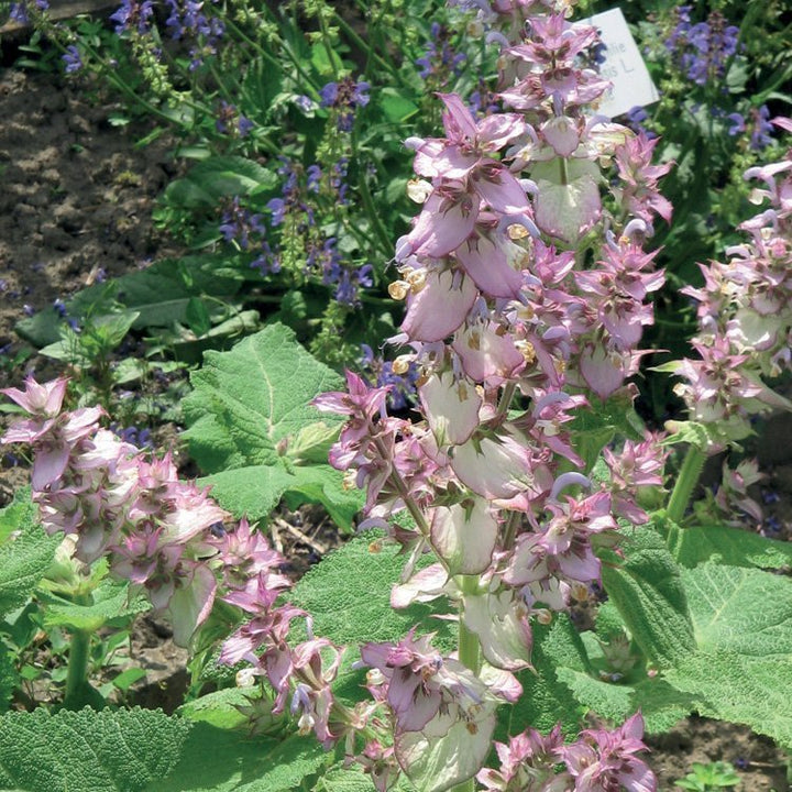 CLARY SAGE