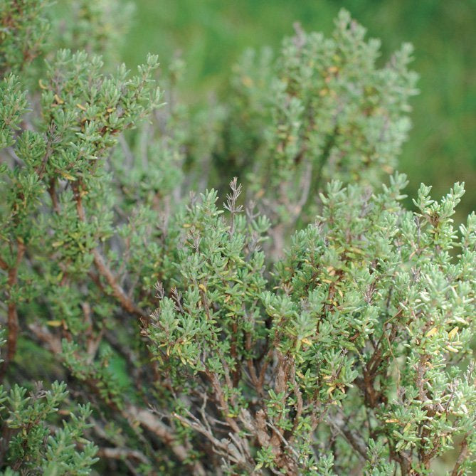 THYME BORNEOL