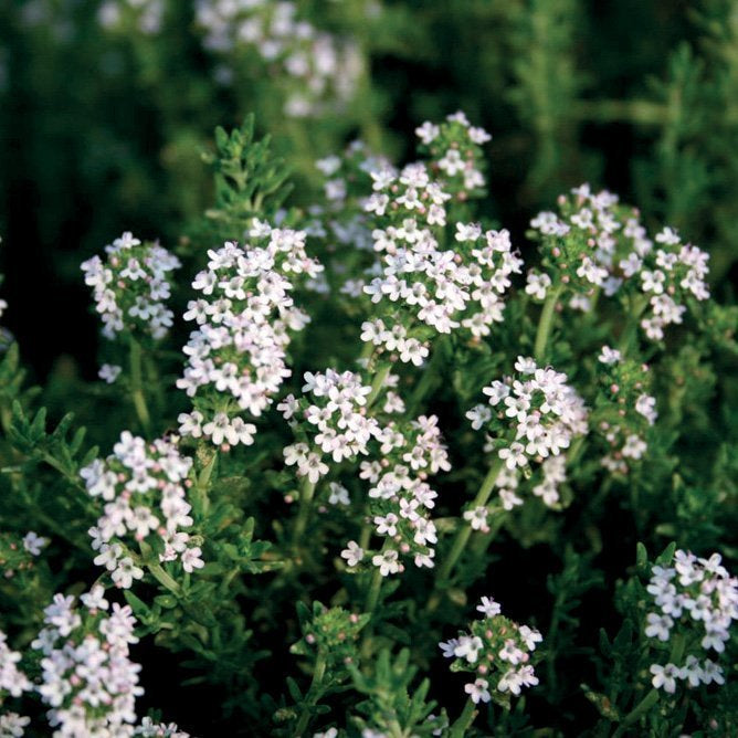 THYME LINALOL