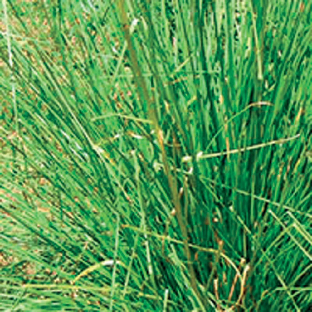 VETIVER