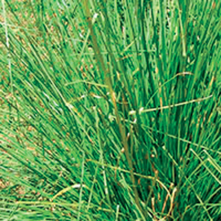 VETIVER