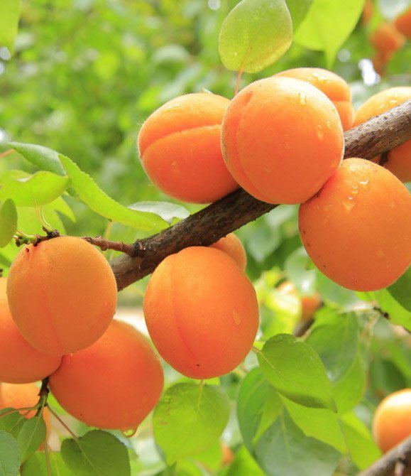 Apricot Oil