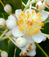 Inophilum Calophilum