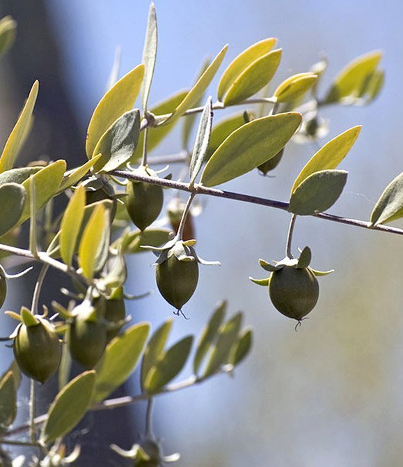Jojoba Oil
