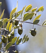 Jojoba Oil