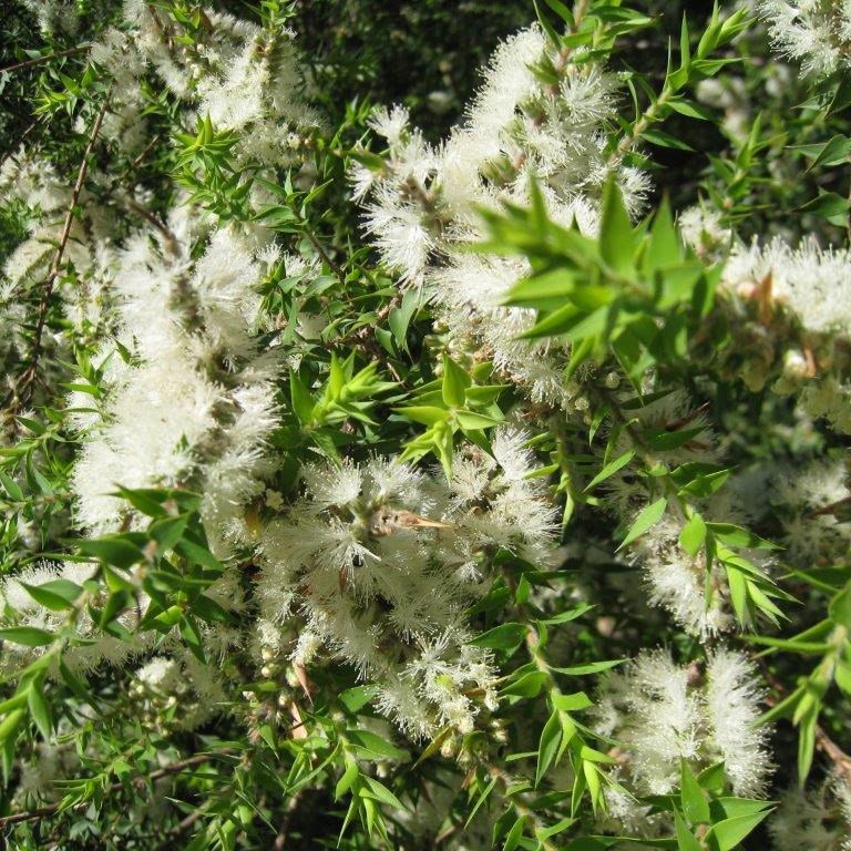 KUNZEA