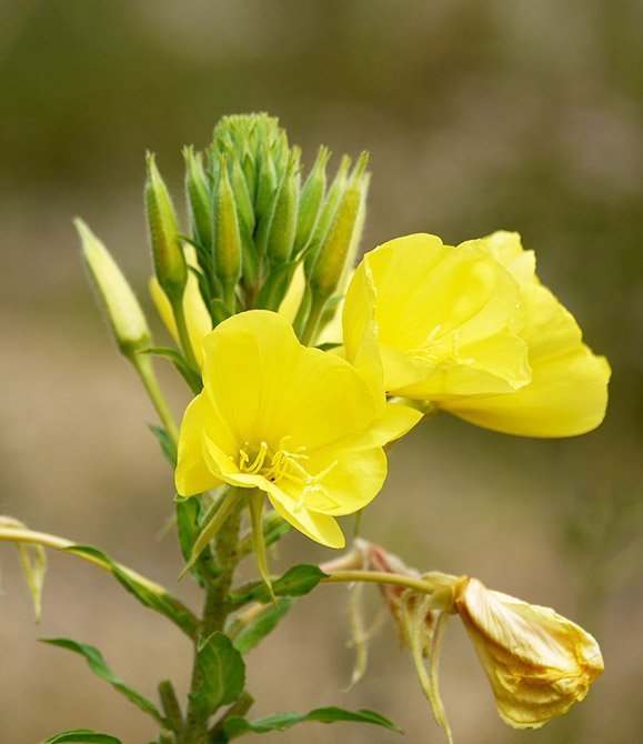 Enotera