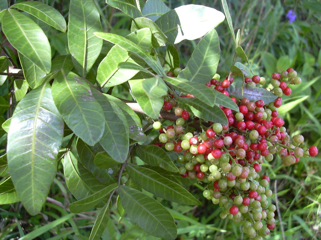PINK PEPPERCORN