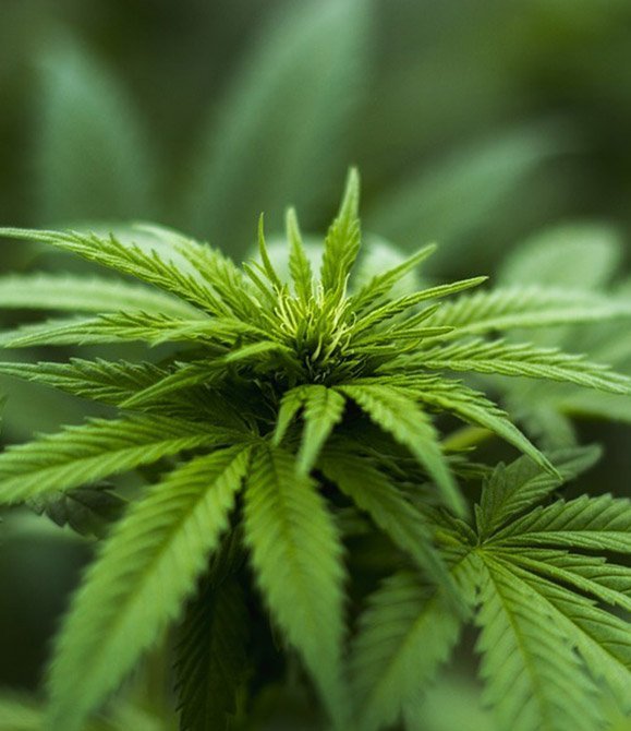 Hemp