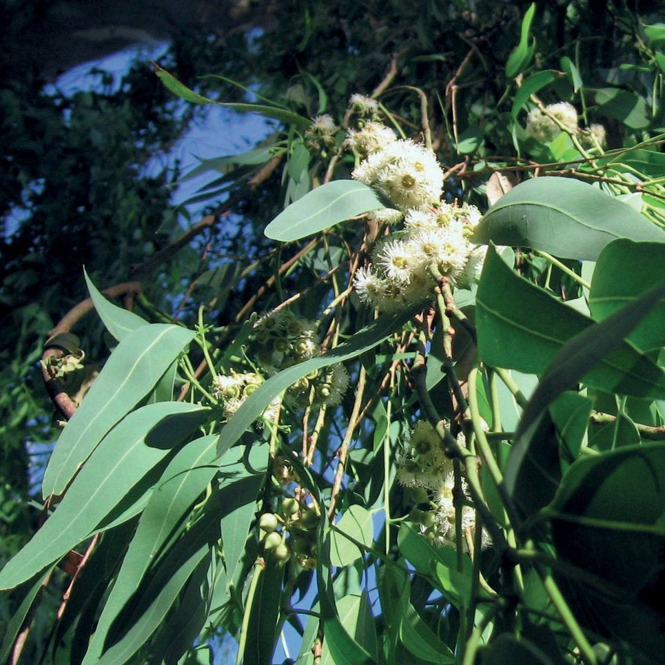 EUCALYPTUS CITRIODORA