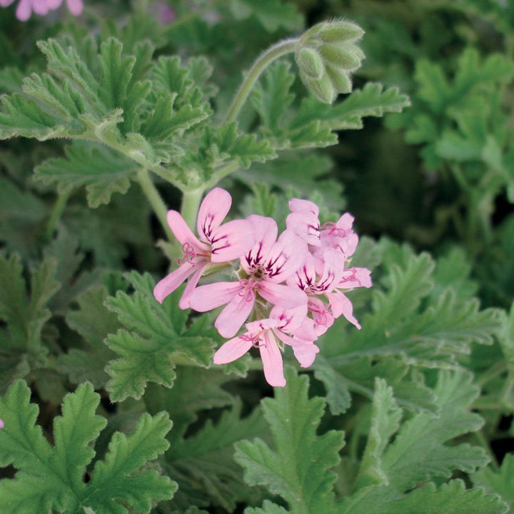 GERANIUM ROSE