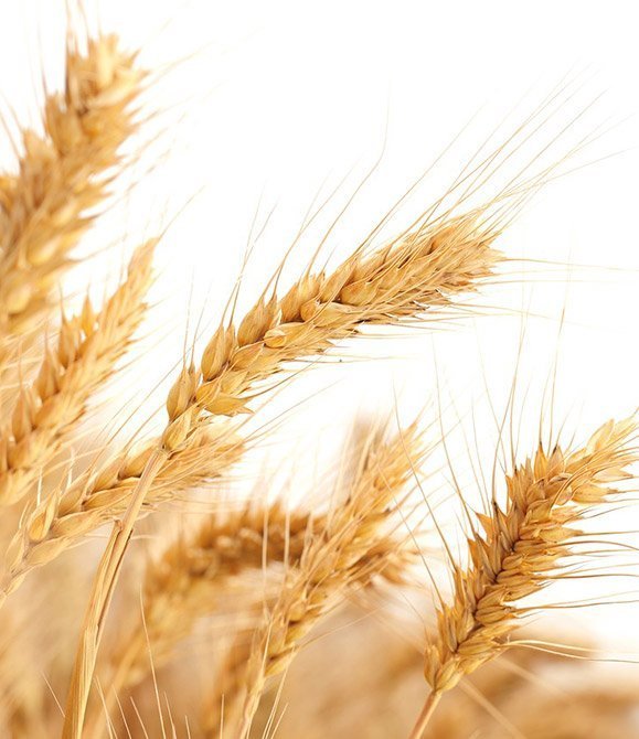 Wheat germ