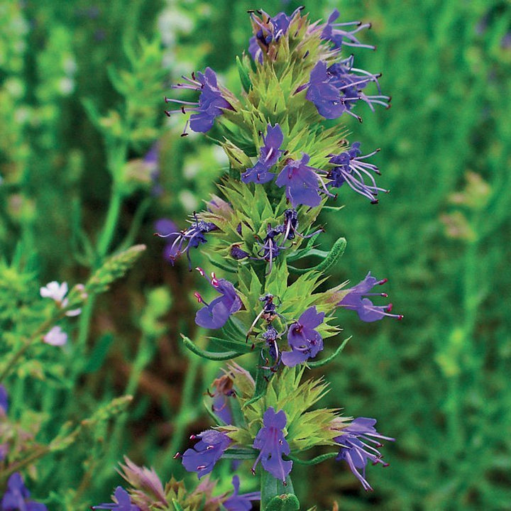 HYSSOP DECUMBENS