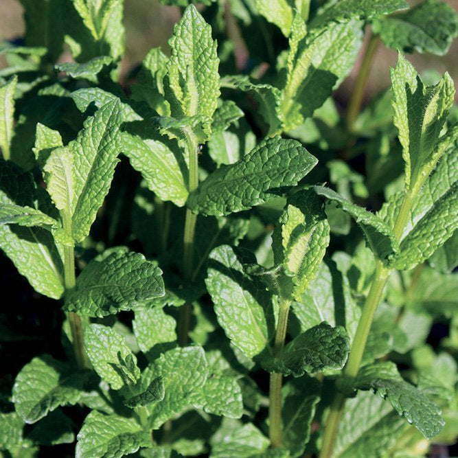PEPPERMINT