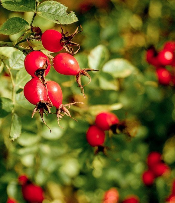 Rosehip